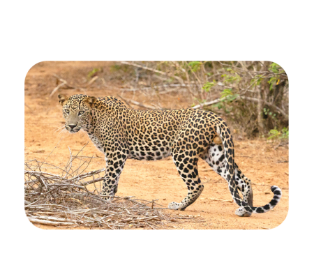 Sri Lankan leopard